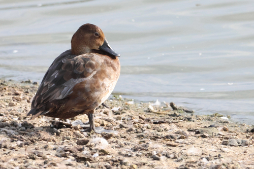 iNaturalist image