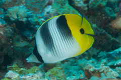 Chaetodon ulietensis