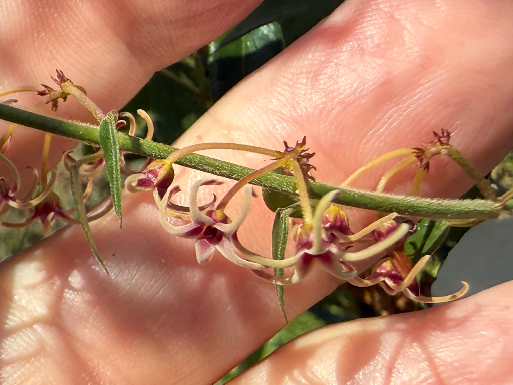 Tassadia berteroanum