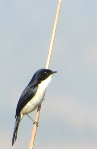 Jerdon's Bush Chat (Saxicola jerdoni)
