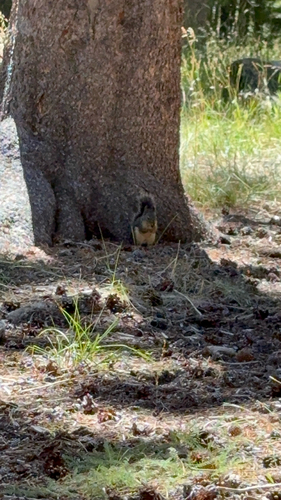 iNaturalist observation photo of Douglas's Squirrel