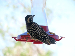 Dryobates nuttallii × scalaris