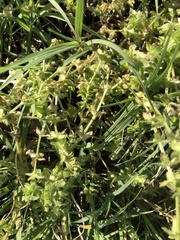 Galium virgatum