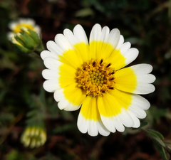 Layia gaillardioides