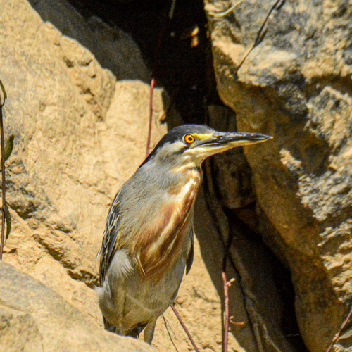 iNaturalist image