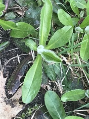 Pilosella aurantiaca