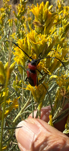 Red and Black Long-horned Beetle