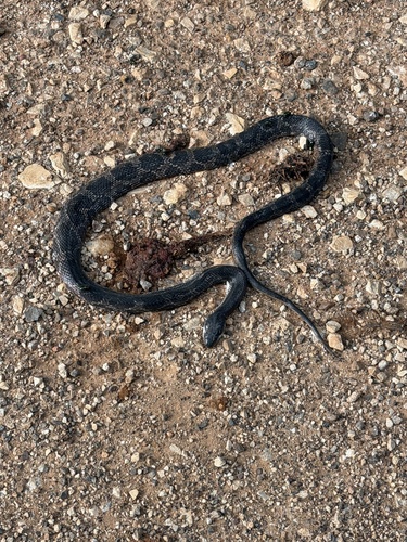 Western Ratsnake