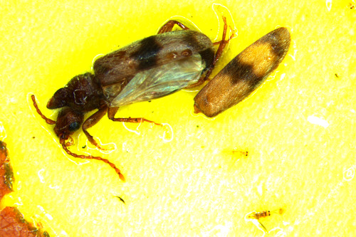 Notoxus calcaratus