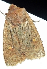 Eupsilia vinulenta