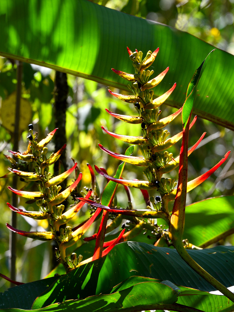 Heliconia lingulata