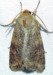 Orthosia rubescens
