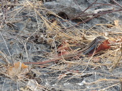 Aspidoscelis angusticeps