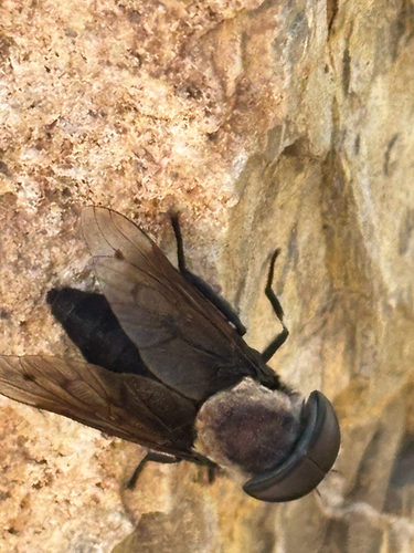 Western Black Horse Fly