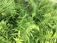Dryopteris ludoviciana