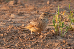 Mirafra javanica