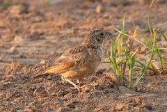 Mirafra javanica