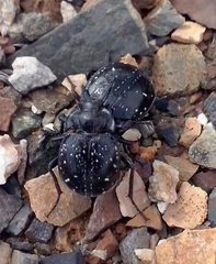 Gyriosomus curtisi