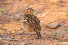 Mirafra javanica