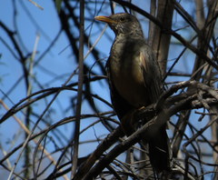 Turdus smithi