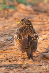 Mirafra javanica