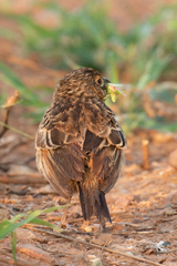 Mirafra javanica