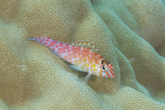 Cirrhitichthys aprinus