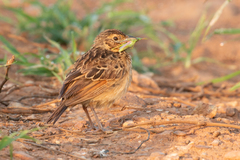 Mirafra javanica