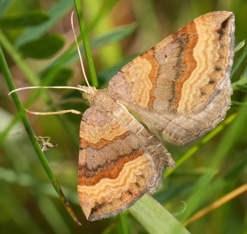 Shaded Broad-bar
