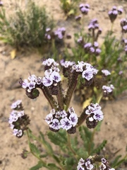 Phacelia