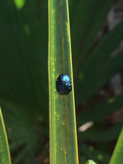 Hemisphaerota cyanea