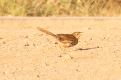 Cincloramphus timoriensis