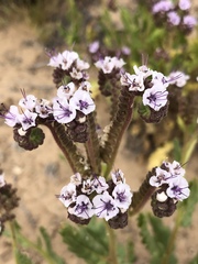 Phacelia