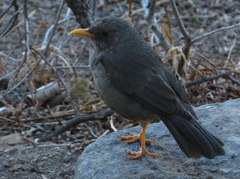 Turdus smithi