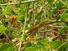 Anolis viridius