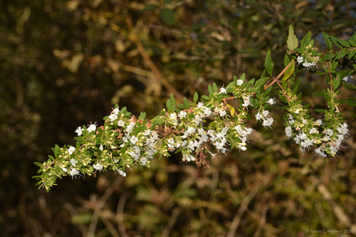 Clinopodium bolivianum