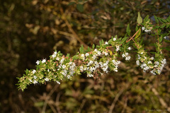 Clinopodium bolivianum