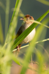 Cincloramphus timoriensis