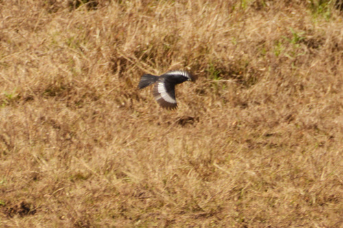 White-winged Black Tyrant (Knipolegus aterrimus), photo 6