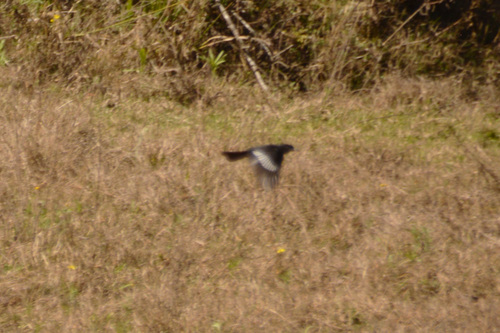 White-winged Black Tyrant (Knipolegus aterrimus), photo 7