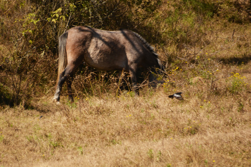 White-winged Black Tyrant (Knipolegus aterrimus), photo 10