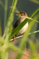 Cincloramphus timoriensis