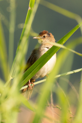 Cincloramphus timoriensis