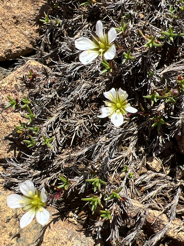 Serpentine stitchwort (Cherleria marcescens)
