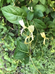 Lonicera japonica