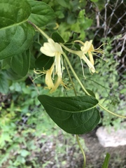 Lonicera japonica