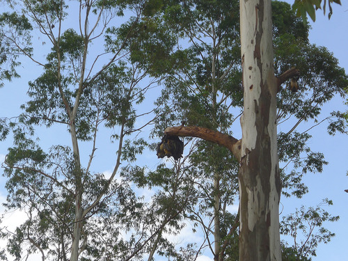 Straw-coloured Fruit Bat