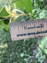 Lonicera japonica