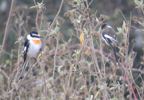 Jerdon's Minivet (Pericrocotus albifrons), photo 3