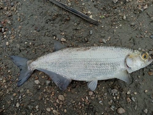 Goldeye